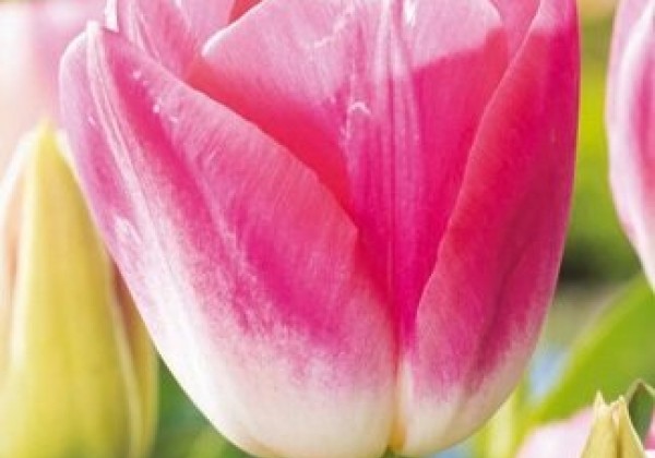 Tulipa, triumfa Dynasty 11/12