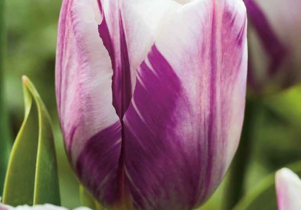 Tulipa, triumfa Flaming Flag 11/12