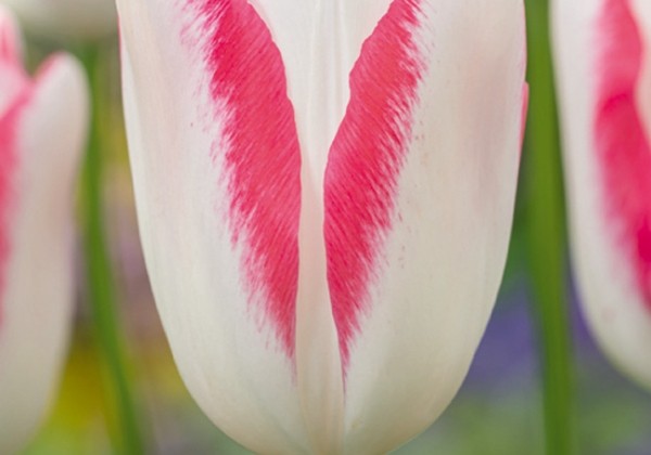 Tulipa, triumfa Graceland 11/12