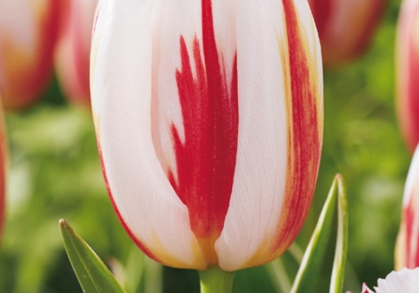 Tulipa, triumfa Happy Generation 11/12