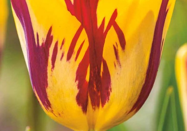 Tulipa, triumfa Helmar 11/12