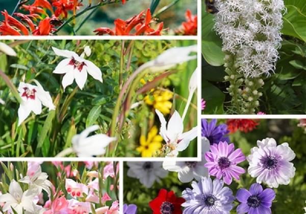 Sīpolpuķu maisījums Bees and Butterflies