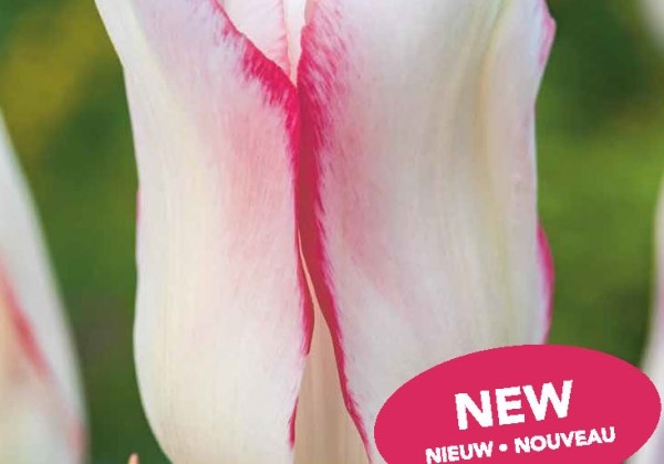 Tulipa, triumfa Hugs & Kisses 11/12