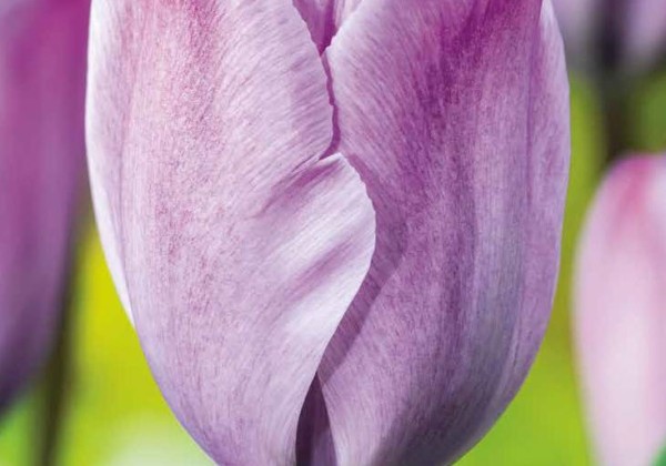 Tulipa, triumfa Jacuzzi 11/12