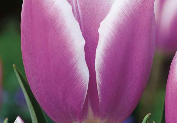 Tulipa, triumfa Librije 11/12