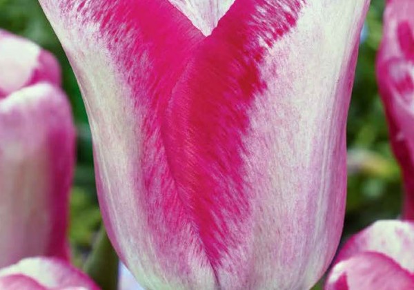Tulipa, triumfa Mata Hari 11/12