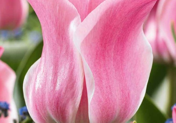 Tulipa, triumfa Miss Elegance 11/12