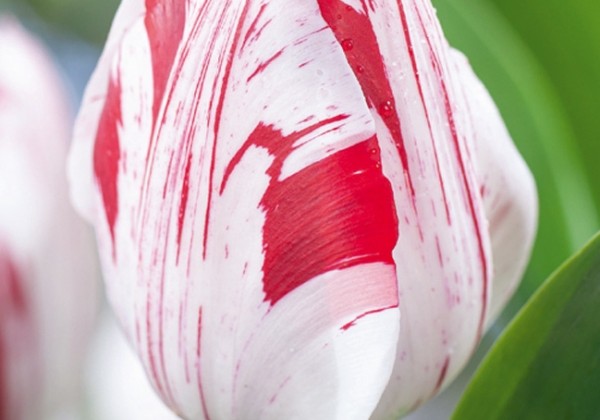 Tulipa, triumfa One Direction 11/12