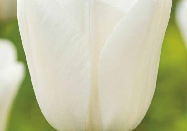 Tulipa, triumfa Royal Virgin 11/12