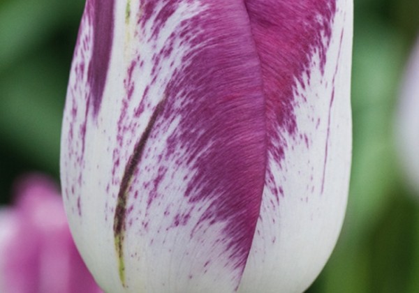 Tulipa, triumfa Shiun 11/12