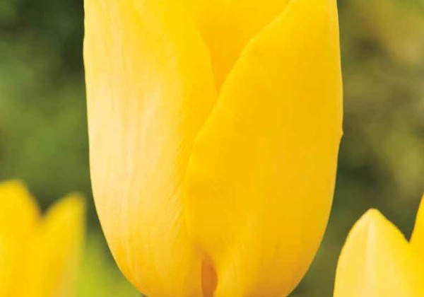 Tulipa, triumfa Strong Gold 11/12