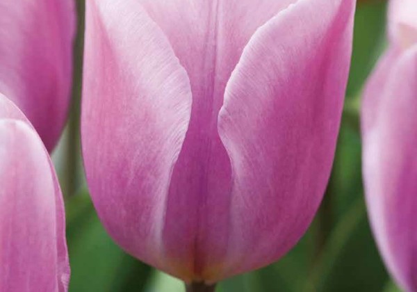 Tulipa, triumfa Synaeda Amor 11/12