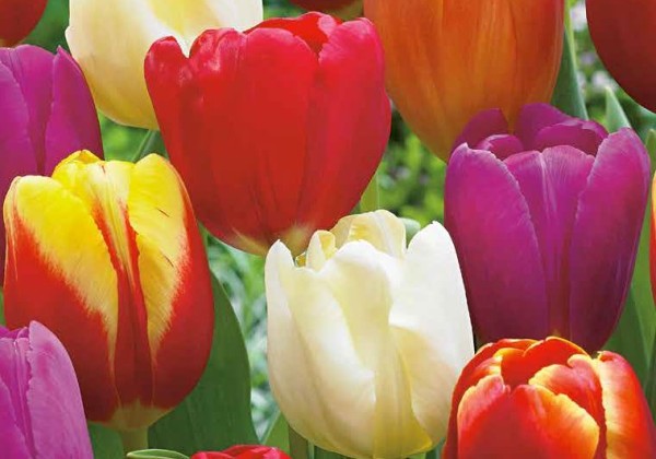 Tulipa, triumfa Triumph Mix 11/12