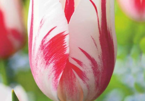 Tulipa, vēla, vienk. z. Sorbet 11/12