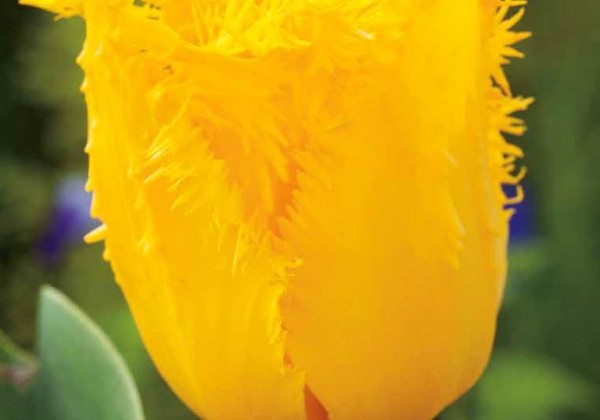 Tulipa, bārkstaina Crystal Star 11/12