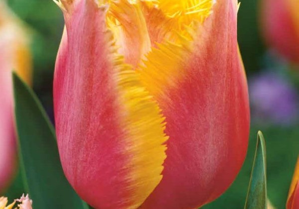 Tulipa, bārkstaina Lambada 11/12