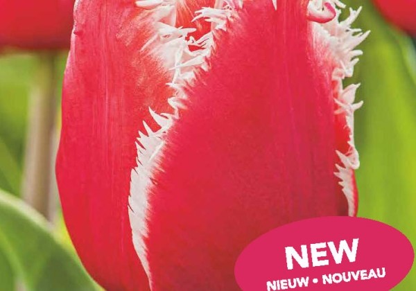 Tulipa, bārkstaina New Santa 11/12
