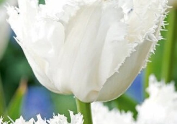 Tulipa, bārkstaina Noordeinde 11/12