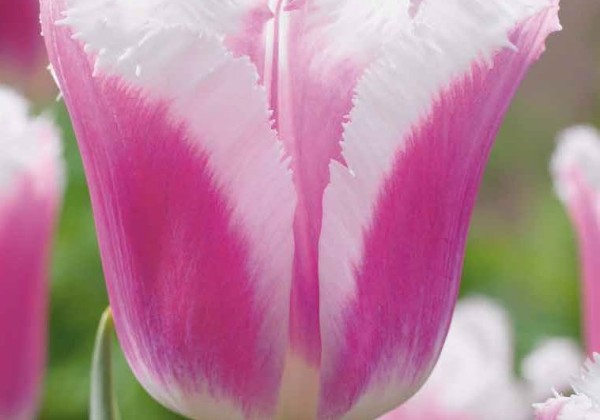 Tulipa, bārkstaina Siesta 11/12