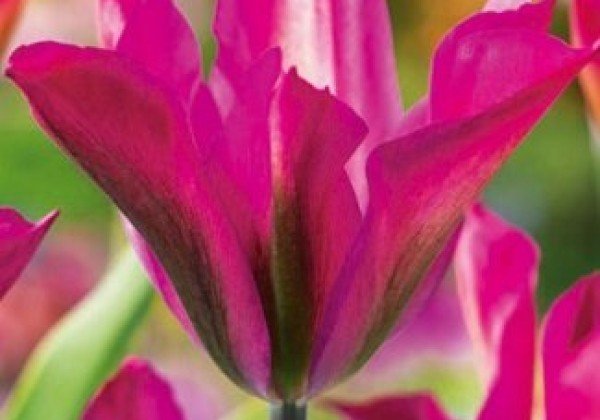 Tulipa, zaļziedu Purple Dance 11/12