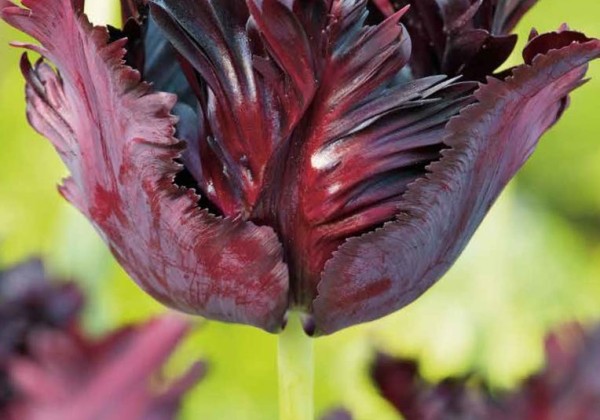 Tulipa, papagaiļziedu Black Parrot 11/12