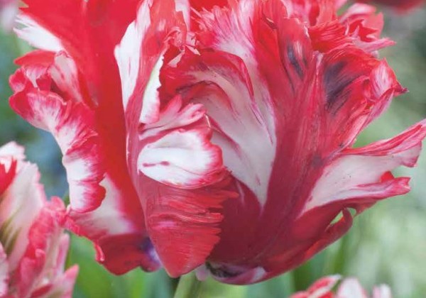 Tulipa, papagaiļziedu Estella Rijnveld 11/12