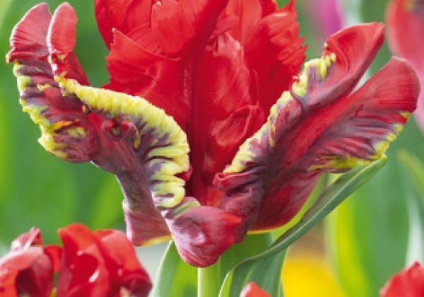 Tulipa, papagaiļziedu Seadov Parrot 11/12