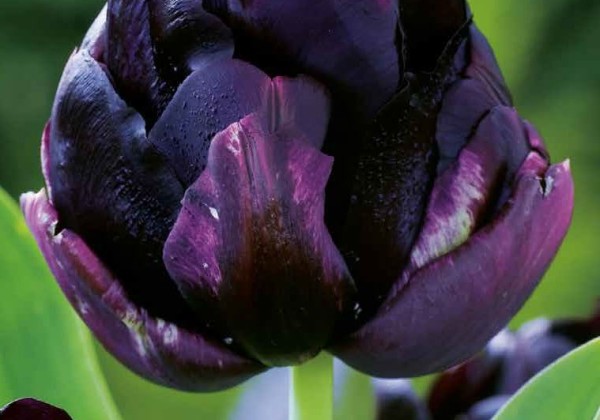 Tulipa, vēla, pild. z. Black Hero 11/12