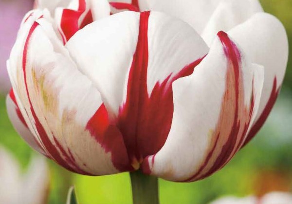 Tulipa, vēla, pild. z. Carnaval De Nice 11/12
