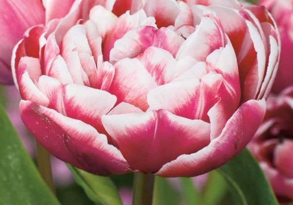 Tulipa, vēla, pild. z. Drumline 11/12
