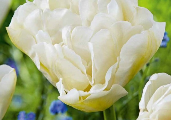 Tulipa, vēla, pild. z. Northcap 11/12
