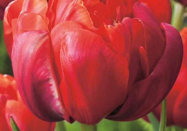Tulipa, vēla, pild. z. Red Princess 11/12