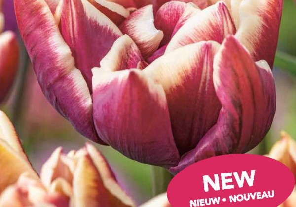 Tulipa, vēla, pild. z. Wyndham 11/12