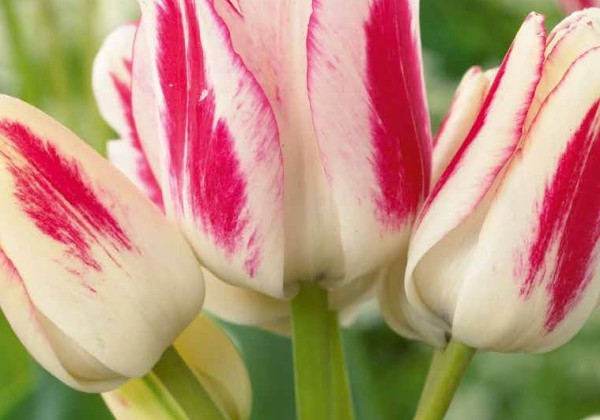 Tulipa, daudzziedu Candy Club 11/12