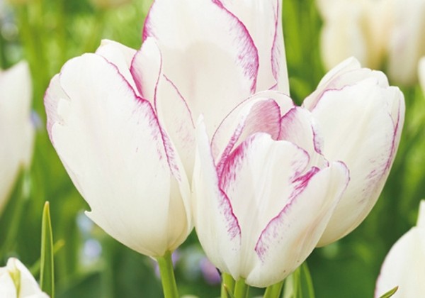 Tulipa, daudzziedu Emilie 11/12