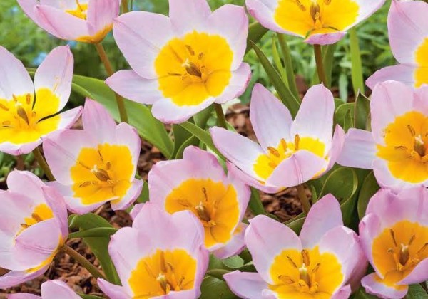 Tulipa bakeri Lilac Wonder 6/+