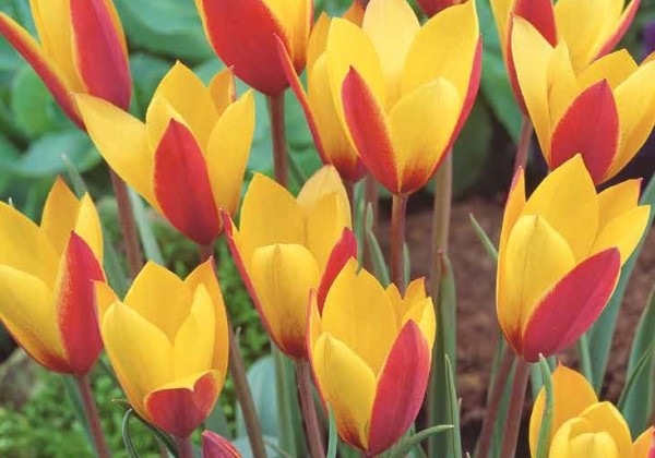 Tulipa clusiana Cynthia 6/+