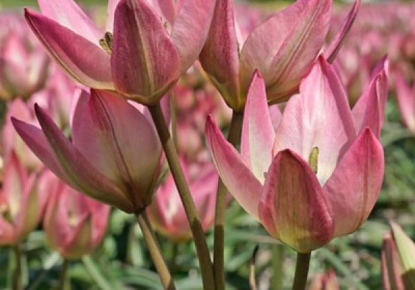 Tulipa, botāniskā Danique 6/+