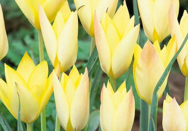 Tulipa linifolia Honky Tonk 6/+