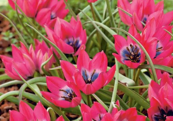 Tulipa humilis Little Beauty 6/+