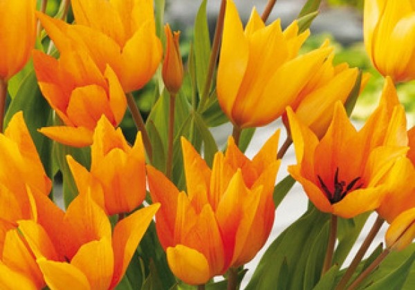 Tulipa praestans Shogun 8/9