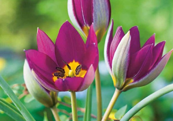 Tulipa pulchella Persian Pearl 6/+