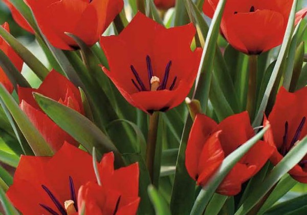 Tulipa Red Hunter 6/+