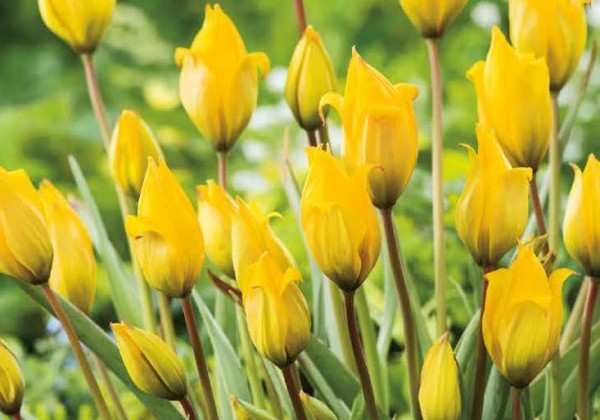 Tulipa sylvestris 5/6