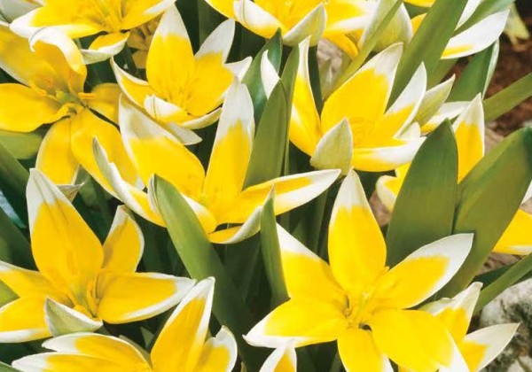 Tulipa tarda Daystemon 7/8