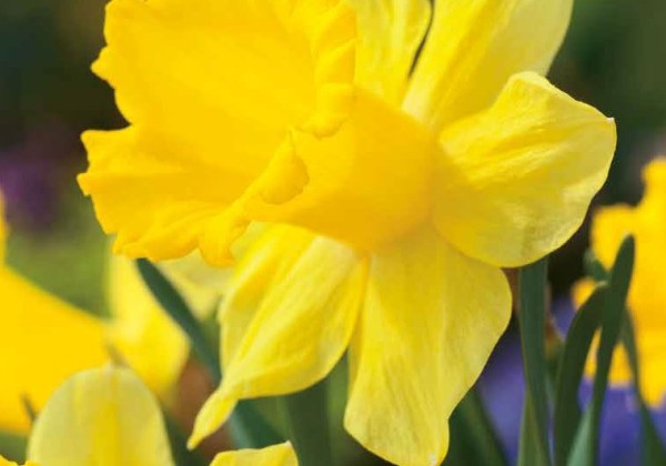 Narcissus, trompešu Dutch Master 12/14
