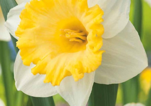 Narcissus, trompešu Las Vegas 12/14