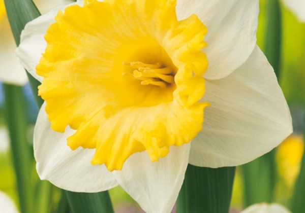 Narcissus, trompešu Rosewarne 10/12