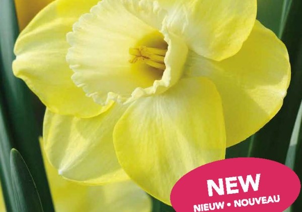 Narcissus, lielziedu Cairngorm 12/14