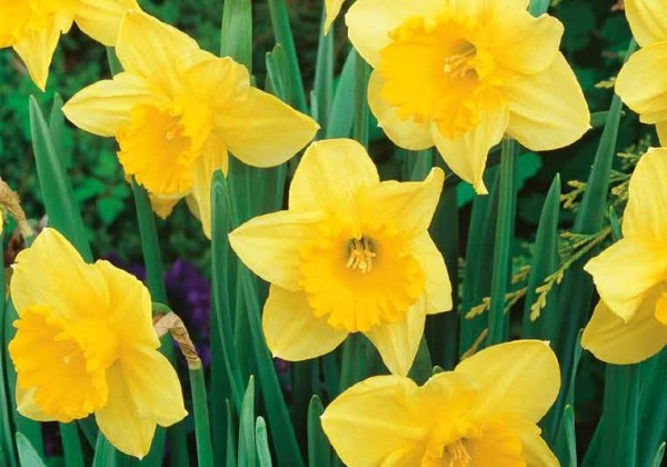 Narcissus, lielziedu Carlton 12/14